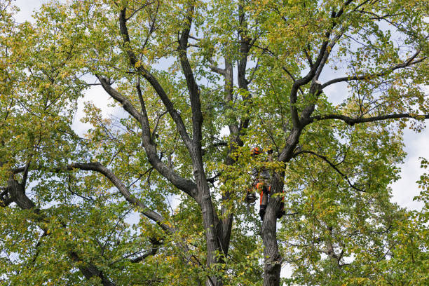 Best Fruit Tree Pruning  in Coarsegold, CA